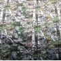 Килимок туристичний Lanyu LY-1927 вологостійкий 3-4 особи 200x190 см камуфляж Realtree
